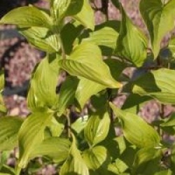Cornus mas 'Matador'