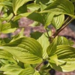 Cornus mas 'Matador'