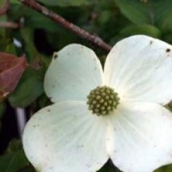 Cornus 'Norman Hadden'