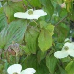 Cornus 'Norman Hadden'