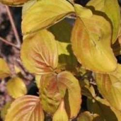 Cornus 'Norman Hadden'