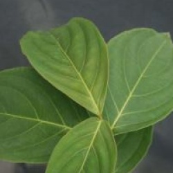 Cornus 'Norman Hadden'