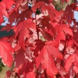 Acer x freemanii 'Jeffersred' Autumn Blaze � - �rable Autumn Blaze