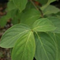 Cornus 'Norman Hadden'