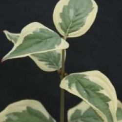 Cornus mas 'Variegata' - Cornouiller m�le panach�