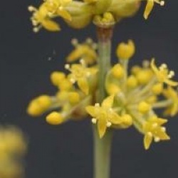 Cornus mas 'Variegata'