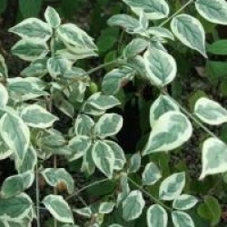 Cornus mas 'Variegata'