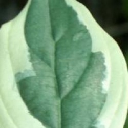 Cornus mas 'Variegata'
