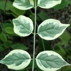 Cornus mas 'Variegata'