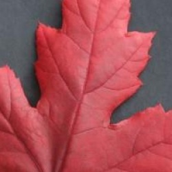 Acer x freemanii 'Jeffersred' Autumn Blaze �