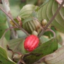 Cornus officinalis 