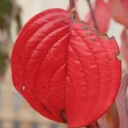 Cornus officinalis 