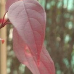 Cornus racemosa 