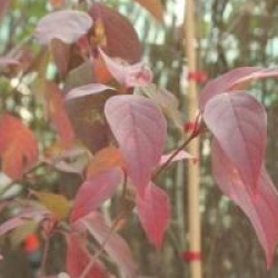 Cornus racemosa 