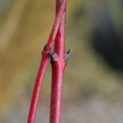 Cornus sanguinea