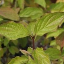 Cornus sanguinea