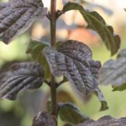 Cornus sanguinea 'Compressa'