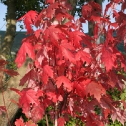 Acer x freemanii 'Jeffersred' Autumn Blaze �