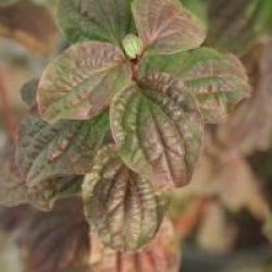 Cornus sanguinea 'Compressa'