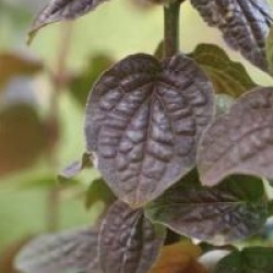 Cornus sanguinea 'Compressa'