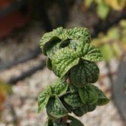 Cornus sanguinea 'Compressa'