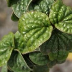 Cornus sanguinea 'Compressa' - Cornouiller sanguin �rig� 