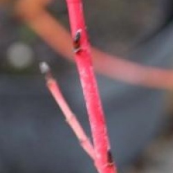 Cornus sanguinea 'Midwinter Fire'