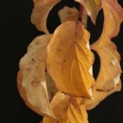 Cornus sanguinea 'Midwinter Fire'