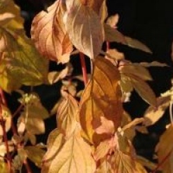 Cornus sanguinea 'Midwinter Fire'
