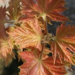 Acer x freemanii celebration