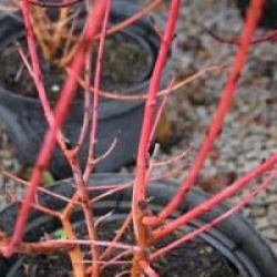 Cornus sanguinea 'Midwinter Fire'