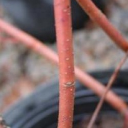 Cornouiller stolonif�re Sunshine