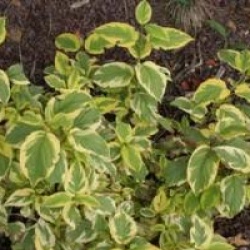 Cornus stolonifera 'Hedgerows Gold'