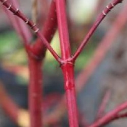 Cornus stolonifera 'Hedgerows Gold'