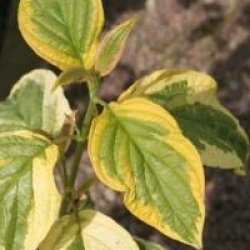 Cornus stolonifera 'Hedgerows Gold' - Cornouiller stolonif�re Hedgerows Gold