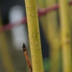 Cornus stolonifera 'Flaviramea'
