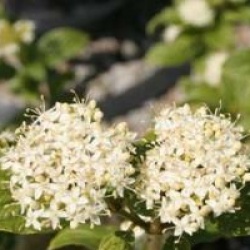 Cornouiller � bois jaune