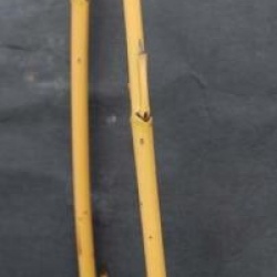 Cornus stolonifera 'Flaviramea'