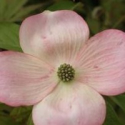 Cornouiller � fleurs Stellar Pink