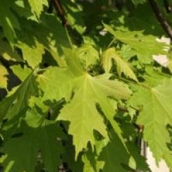 Acer x freemanii celebration