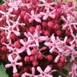 Clerodendrum bungei - Cl�rodendron bungei