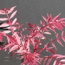 Toona sinensis 'Flamingo'