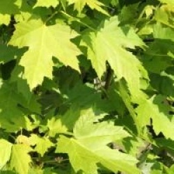 Acer x freemanii celebration