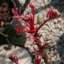 Toona sinensis 'Flamingo'