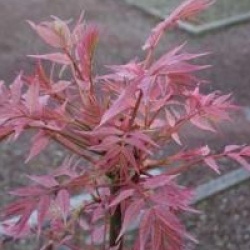 Toona sinensis 'Flamingo'