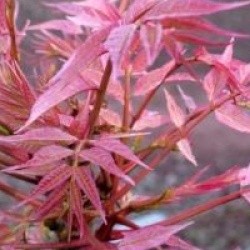 Toona sinensis 'Flamingo'
