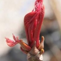 Toona sinensis 'Flamingo'