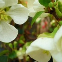 Chaenomeles speciosa 'Jet Trail'