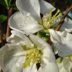 Chaenomeles speciosa 'Jet Trail'