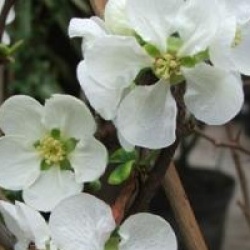 Chaenomeles speciosa 'Jet Trail'